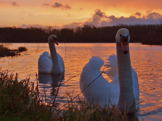 Подборка картинок 29.02.16