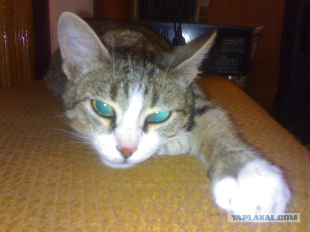 Котовторник  01.03.2016