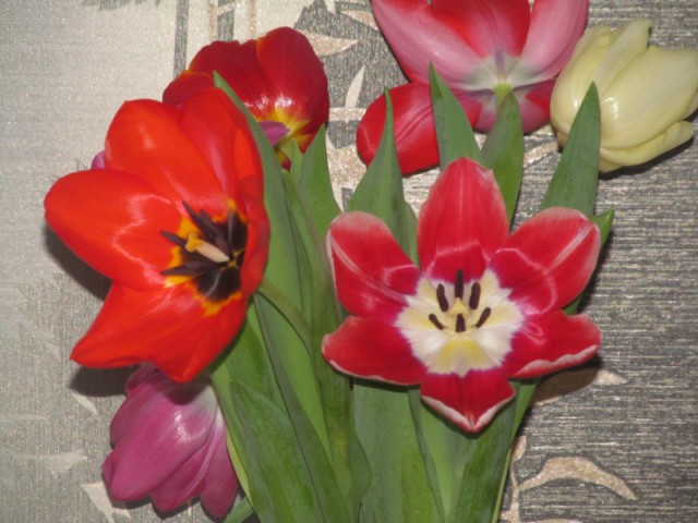 Кулинарное поздравление девчонкам ЯПа