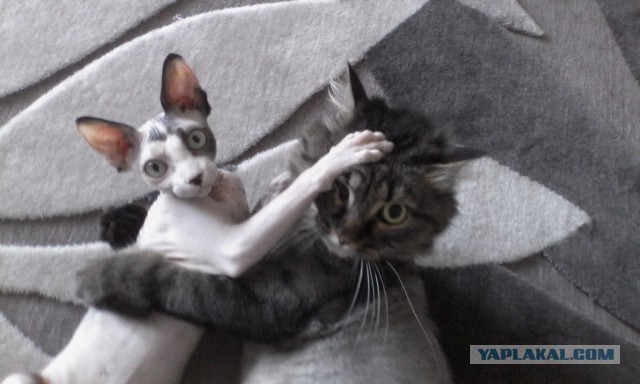 КотоВторник 26.04.2016