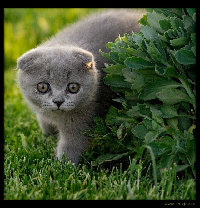 Дюжина кошаков