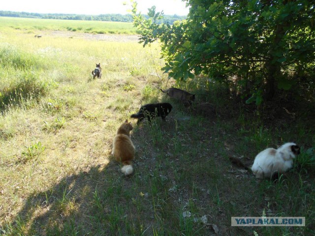 Жизнь домашнего приюта для котеек 117