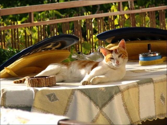 Котовторник на ЯПе (29.01)
