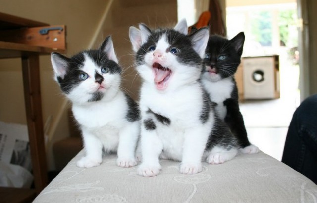 Коты и Кошки