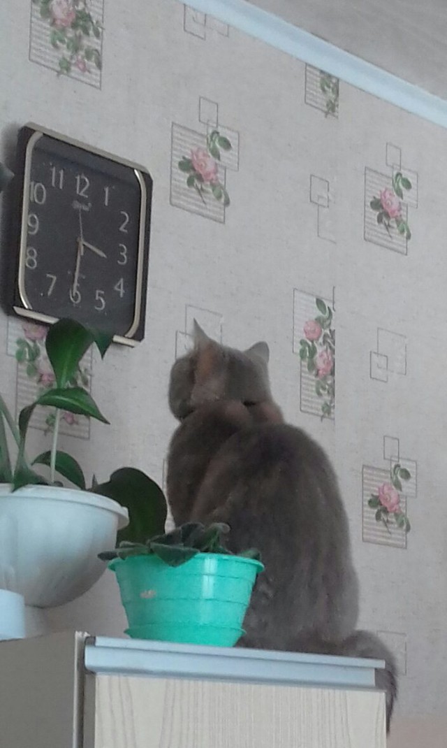 Коты и Кошки