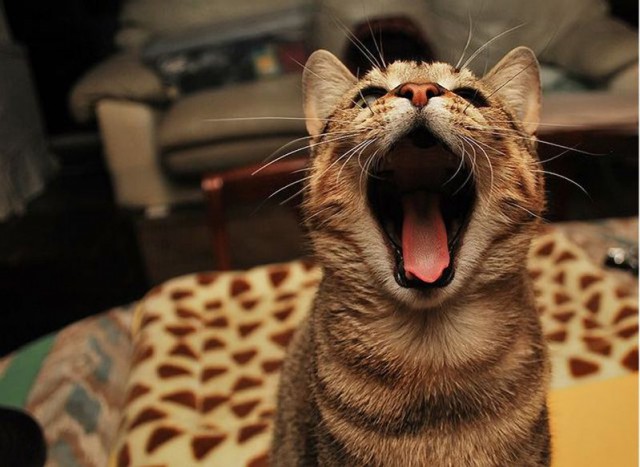 Коты и Кошки