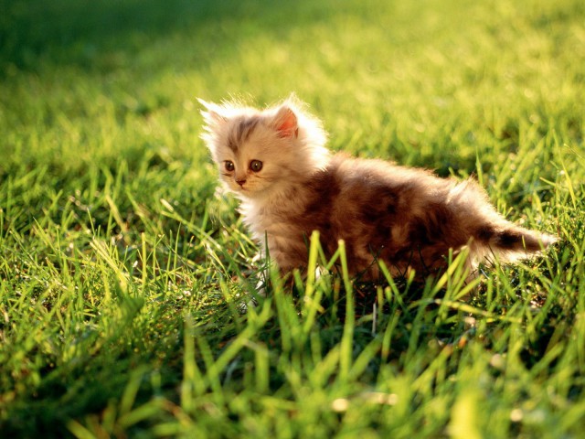 Коты и Кошки