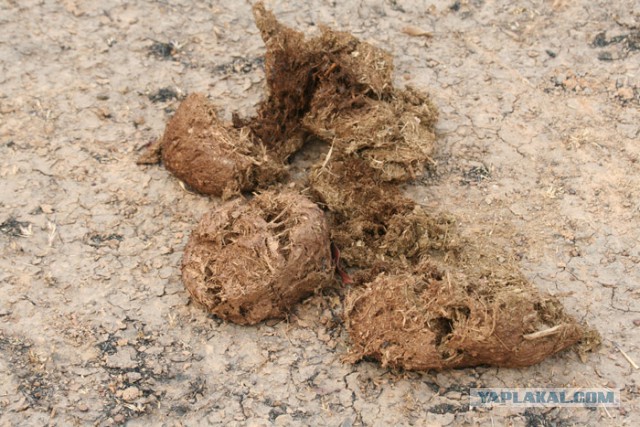 Что-то жрёт крокодилов на Ладоге. Ужс.