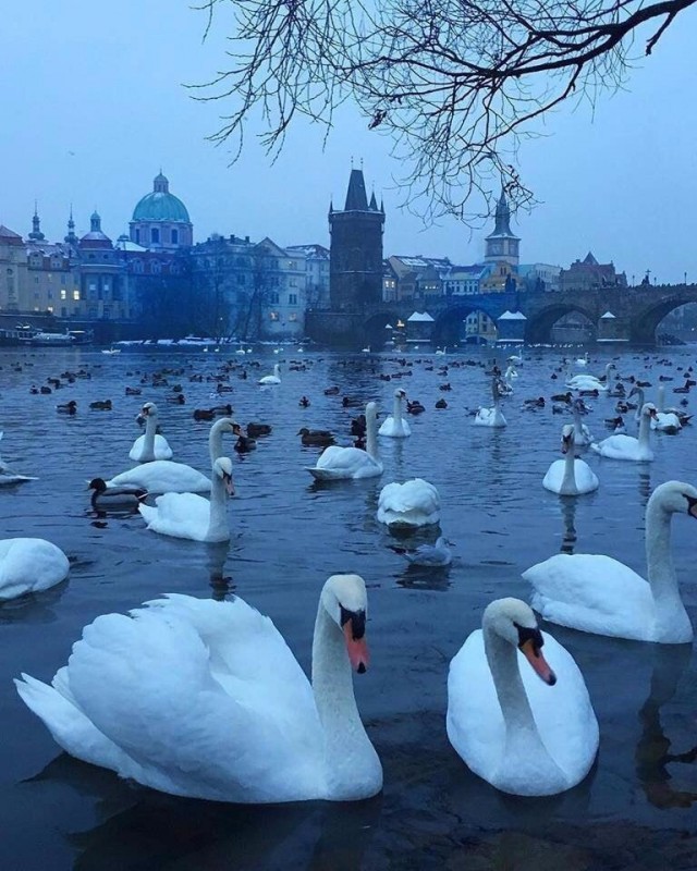 Живность из сети