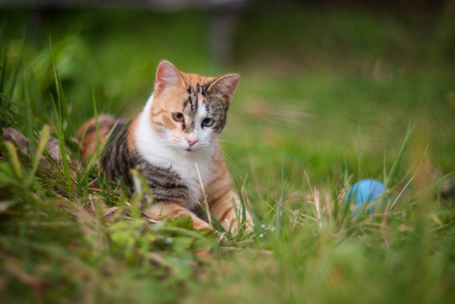 Коты и Кошки