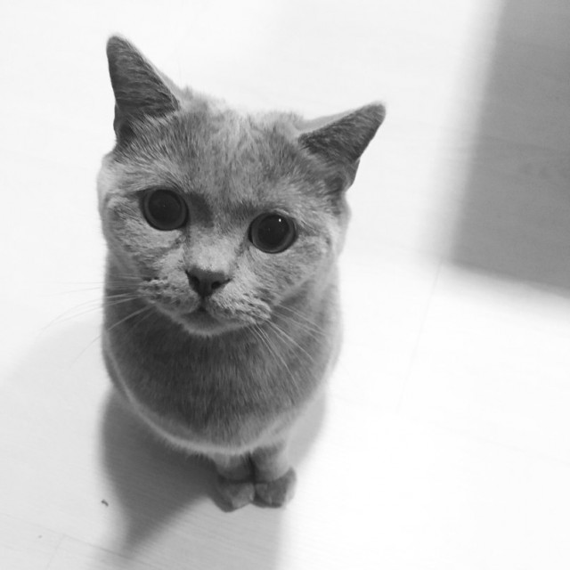 Коты и Кошки
