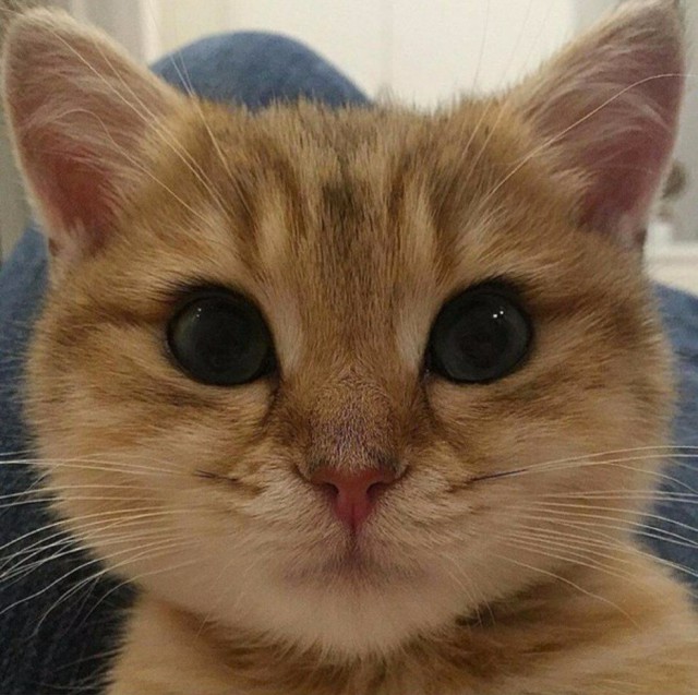 Коты и Кошки