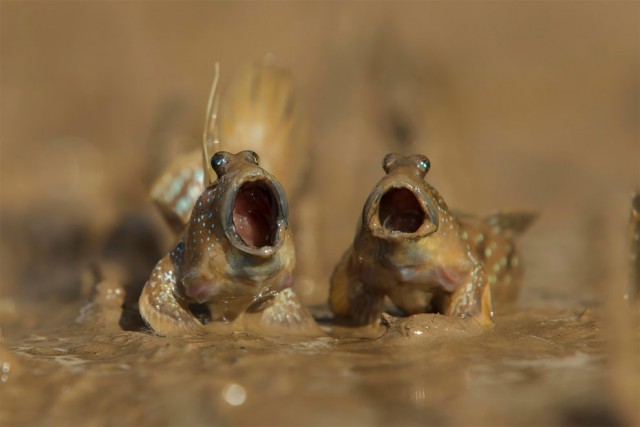 Финалисты самого смешного фотоконкурса в природе — Comedy Wildlife Awards 2017