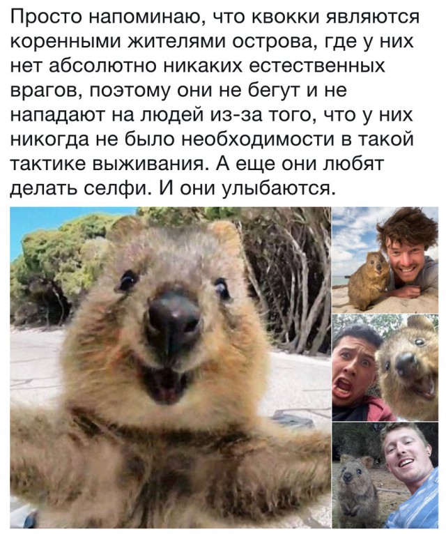 Милота из Бразилии