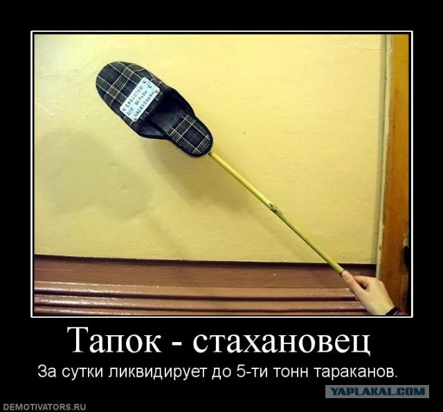 Австралиец узнал о гигантском пауке в своём доме, когда дети пригласили того на завтрак