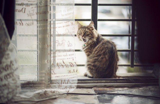 Котовторник 27.03.2018
