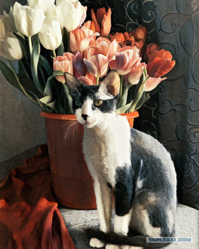 Фотобомбы котов