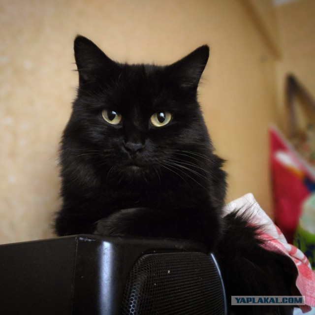 Давай заведем кота