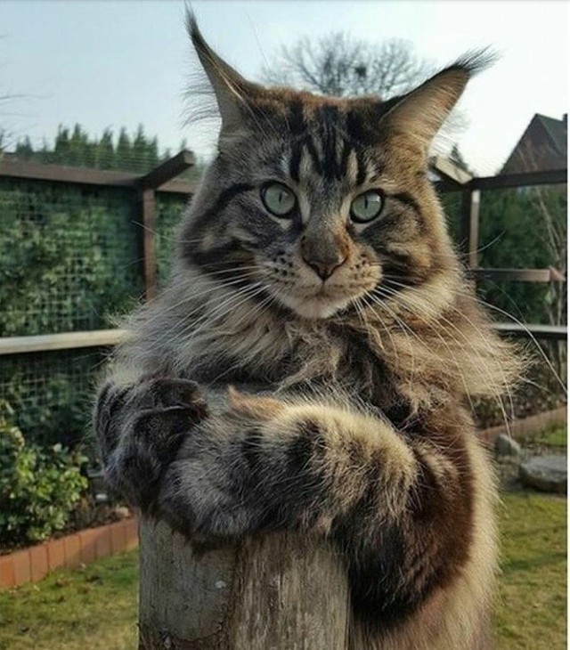 Немного милоты