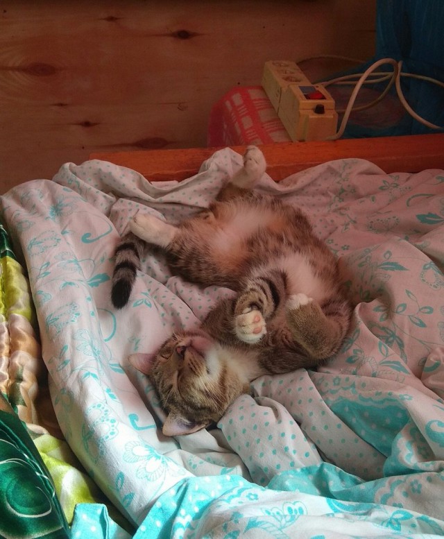 Прикольных котов пост