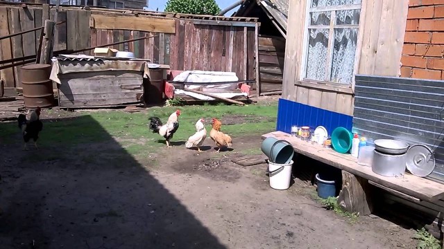 Живность из сети