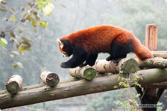 Красная панда (10 фото)