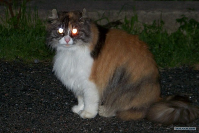 Котовторник на 1-е июня