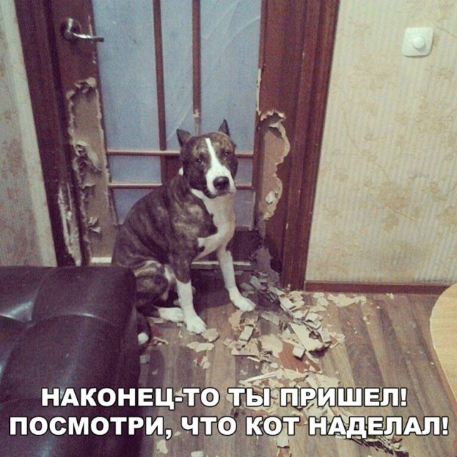 Нестандартный юмор
