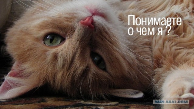 Котовторник на 2 ноября