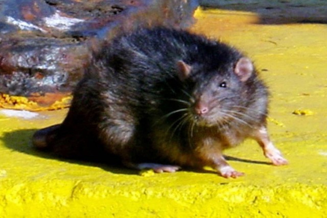 Много ли мы знаем о крысах?