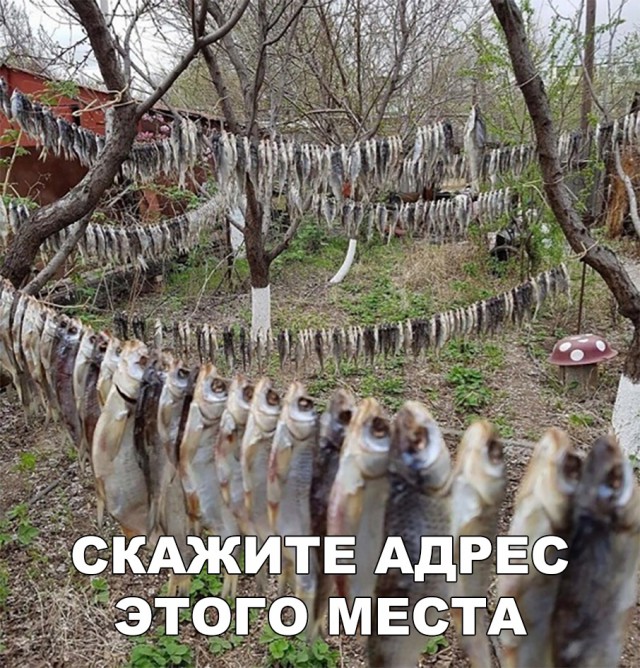 Нестандартный юмор