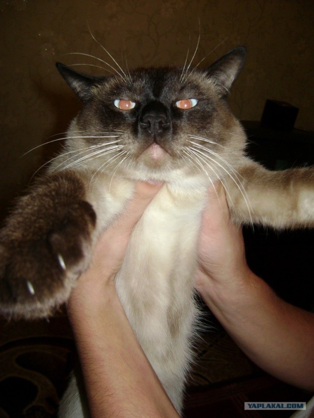 Котовторник уже сегодня!
