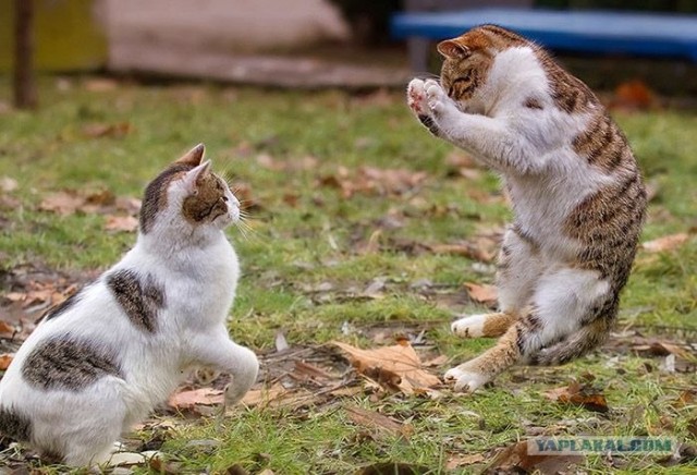 Котовторник объявляется открытым!