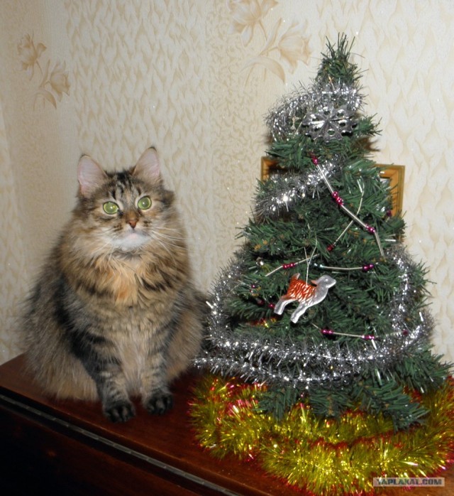 Котовторник (31.01.2012)
