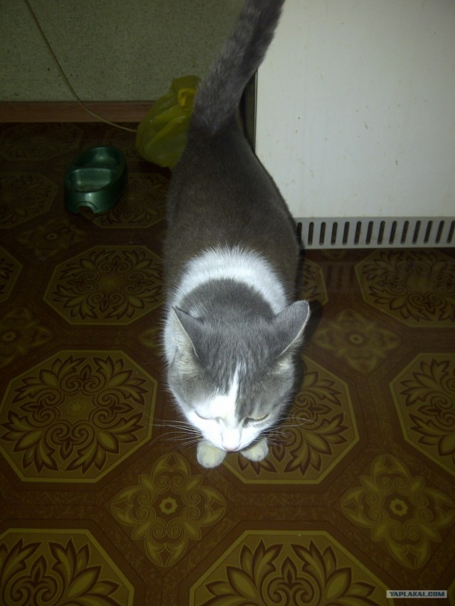 Котовторник 17.04.2012