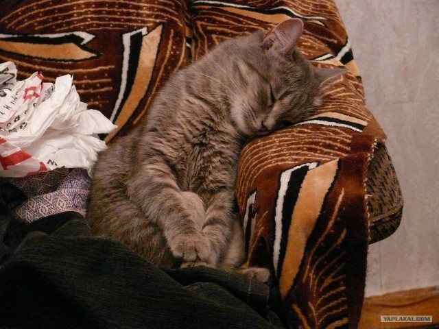 Котовторник 22.05.2012