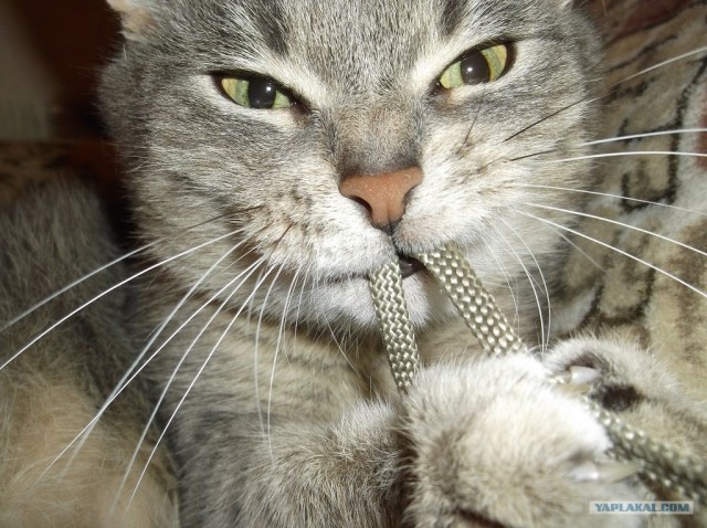 Котовторник  12. 06. 2012
