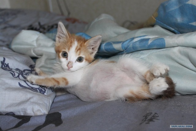 Котовторник на 26.06.12