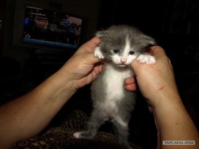 Котовторник 10. 07. 2012
