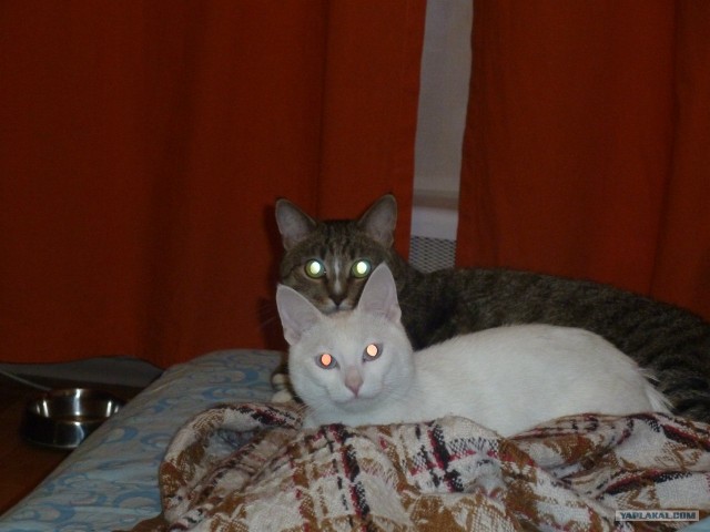 Котовторник  16.10.12