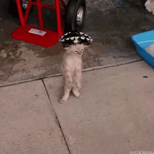 По данным РосКотСтата