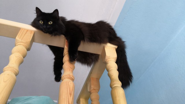 Дикий котовторник 25.06.19