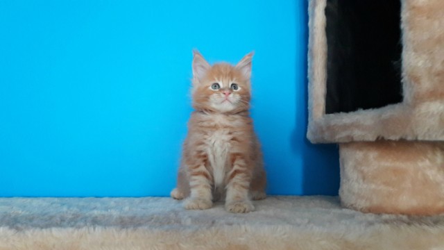Забавные фото котеек