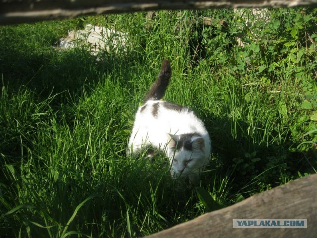 Жизнь домашнего приюта для котеек 296