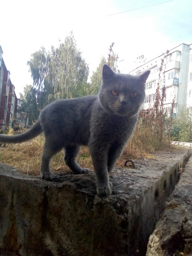 Эти забавные животные