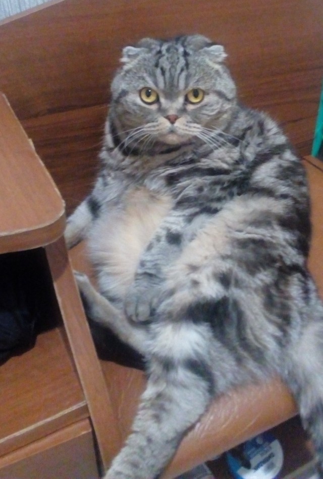 Про котикоф