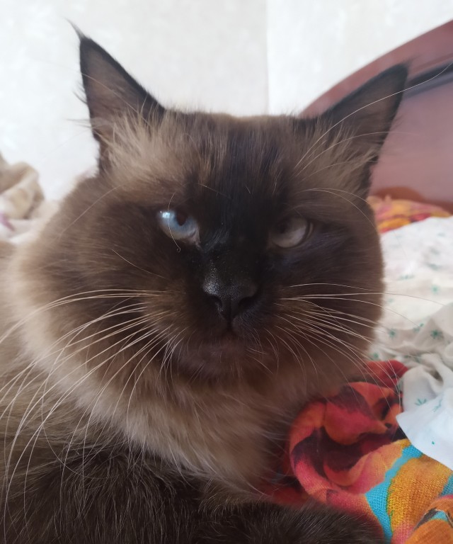 Котовторник 13.10.2020