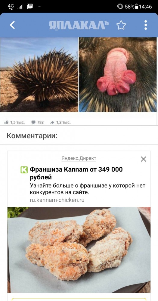 Пенис ехидны - одна из главных загадок животного мира
