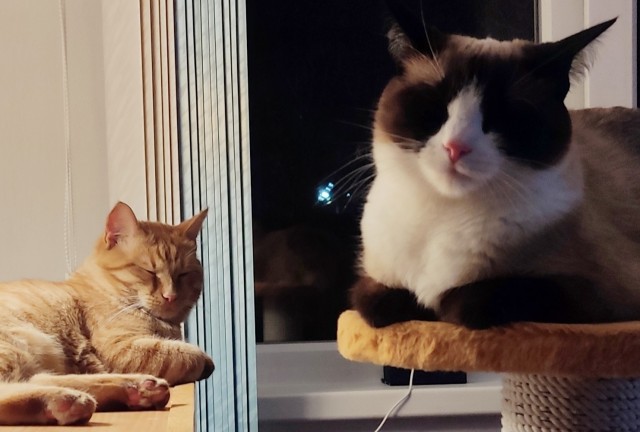 Котовторник