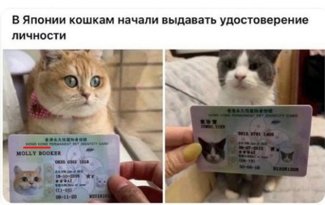 Весёлый полтишок 19.10